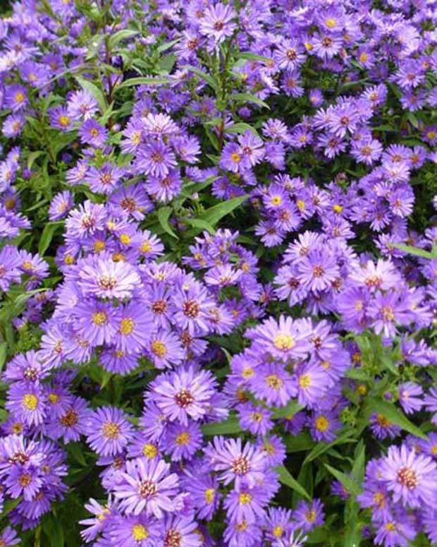 3 Asters de Nouvelle-Belgique Schöne von Dietlikon - Fleurs vivaces - Aster novi-belgii Schöne von Dietlikon