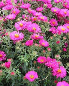 3 Asters de Nouvelle-Angleterre Septemberrubin Septembre rouge - Fleurs vivaces - ASTER NOVAE-ANGLIAE SEPTEMBERRUBIN