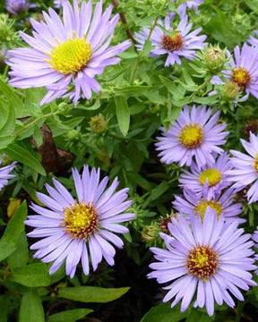 3 Asters à feuilles oblongues October Skies - Fleurs vivaces - Aster oblongifolius October Skies