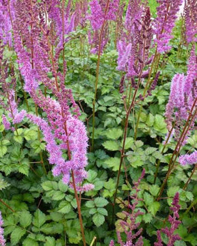 Astilbe de Chine Purpurkerze - Fleurs vivaces - ASTILBE CHINENSIS PURPURKERZE