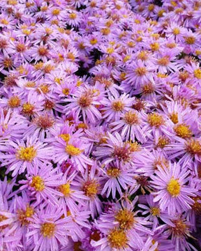 3 Asters nain Rozika - Fleurs vivaces - ASTER DUMOSUS ROZIKA