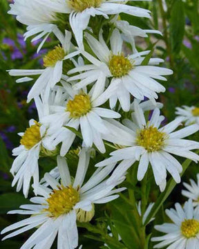 3 Asters de Nouvelle-Belgique Schneeberg - Fleurs vivaces - Aster novi-belgii Schneeberg