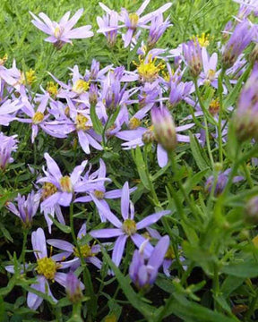 Aster à feuilles de Sedum Nanus - Fleurs vivaces - ASTER SEDIFOLIUS NANUS