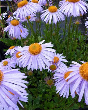 3 Asters de l Himalaya Berggarten - Fleurs vivaces - ASTER TONGOLENSIS BERGGARTEN