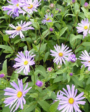 3 Asters de Thomson Marguerites d automne Thomsonii - Fleurs vivaces - Aster thomsonii