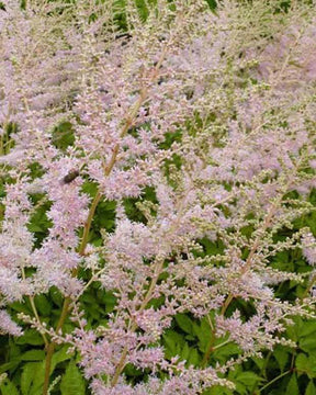 Astilbe thunbergii Moerheimii - Fleurs vivaces - ASTILBE THUNBERGII MOERHEIMII