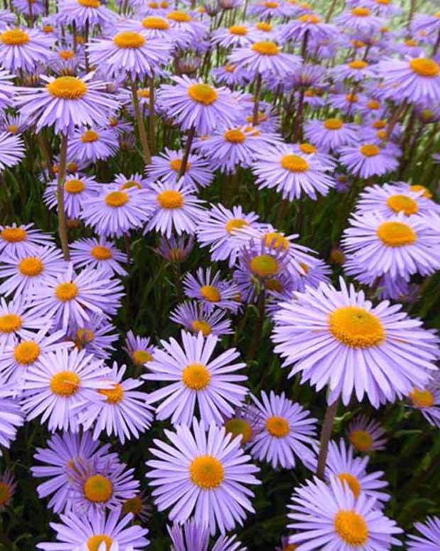 3 Asters de l Himalaya Napsbury - Fleurs vivaces - Aster tongolensis Napsbury