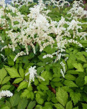 Astilbe de Chine Prof. van der Wielen - Fleurs vivaces - ASTILBE THUNBERGII PROF. VAN DER WIELEN