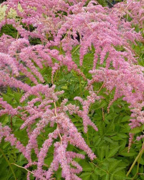 Astilbe de Chine Straussenfeder - Fleurs vivaces - ASTILBE THUNBERGII STRAUSSENFEDER