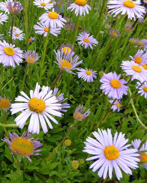 Aster de l Himalaya Wartburgstern - Fleurs vivaces - ASTER TONGOLENSIS WARTBURGSTERN