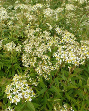 3 Faux-Asters à ombelles Asters en plateaux - jardins - Doellingeria umbellata