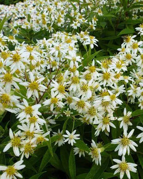 3 Faux-ater à ombelle Weisser Schirm Asters en plateaux - Fleurs vivaces - Aster umbellatus Weisser Schirm