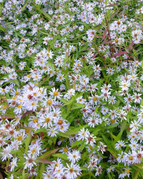 3 Asters changeant Altweibersommer Marguerites d automne - Fleurs vivaces - Aster x versicolor Altweibersommer