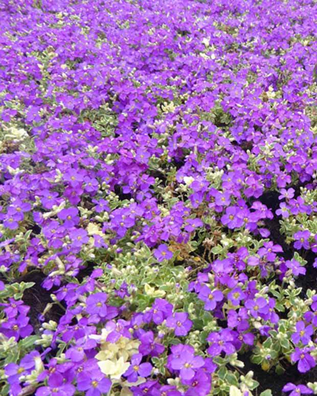 Aubriète Dr. Mules - Fleurs vivaces - Aubrieta Dr Mules Variegated