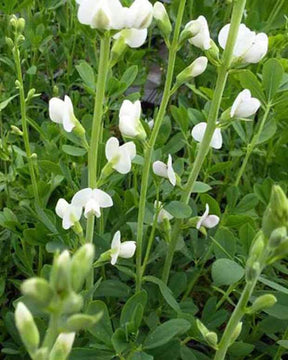 Podalyre Alba - jardins - BAPTISIA AUSTRALIS ALBA