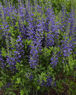 Lupin indigo Blueberry Sundae - Fleurs vivaces - Baptisia australis Blueberry Sundae