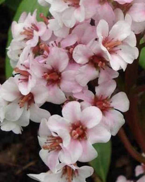 Bergénia Baby Doll - Fleurs vivaces - Bergenia Baby Doll