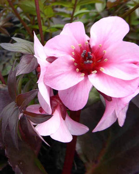 Bergénia Dragonfly Sakura Plante des savetiers Sakura - Fleurs vivaces - Bergenia Sakura DRAGONFLY SAKURA