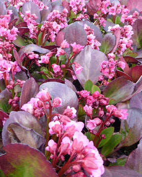 Bergénia Flirt Plante des savetiers Flirt - Fleurs vivaces - Bergenia Flirt