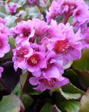 Bergénia Morgenröte - Fleurs vivaces - Bergenia Morgenröte