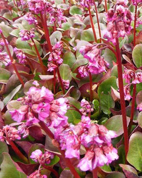 Bergénia Eroica - Fleurs vivaces - Bergenia cordifolia Eroica