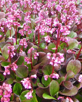 Bergénia Rosi Klose - Fleurs vivaces - Bergenia Rosi Klose