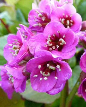 Bergénia Winterglöd - Fleurs vivaces - Bergenia Vinterglöd