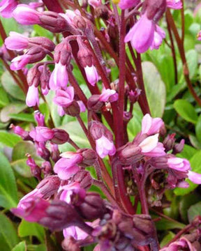 Bergénia Wintermärchen Plante des savetiers Wintermärchen - Fleurs vivaces - Bergenia Wintermärchen