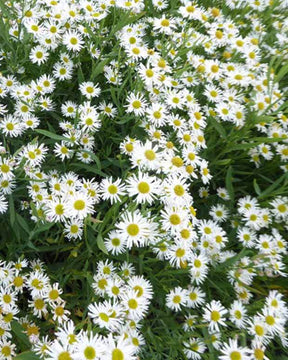 3 Boltonies faux-Aster Snowbank - jardins - Boltonia asteroides Snowbank