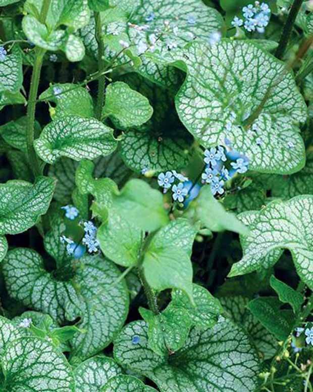 Myosotis du Caucase Alchemy Pewter - jardins - Brunnera macrophylla Tnbruap ALCHEMY™ PEWTER ( AL