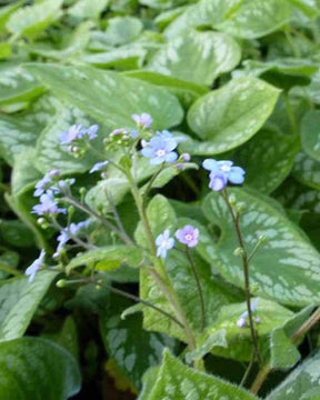 Myosotis du Caucase Emerald Mist - jardins - BRUNNERA MACROPHYLLA EMERALD MIST