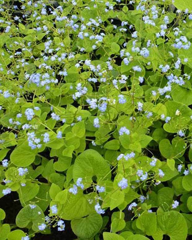 Myosotis du Caucase Green Gold - jardins - Brunnera macrophylla Green Gold