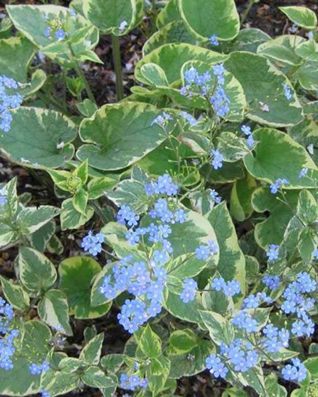 Myosotis du Caucase Hadspen cream - jardins - BRUNNERA MACROPHYLLA HADSPEN CREAM