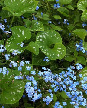 Myosotis du Caucase Langtrees - Jardin naturel - BRUNNERA MACROPHYLLA LANGTREES