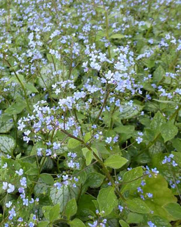 Myosotis du Caucase Little Jack - jardins - BRUNNERA MACROPHYLLA LITTLE JACK