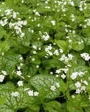 Myosotis du Caucase Mr. Morse - jardins - Brunnera macrophylla Mister Morse