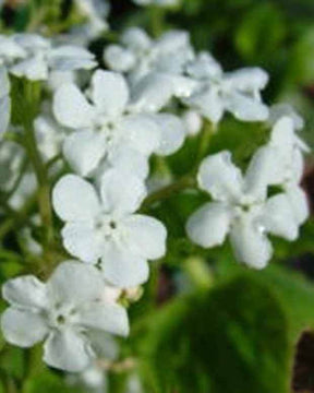 Myosotis du Caucase Marley s White - jardins - Brunnera macrophylla Marleys White