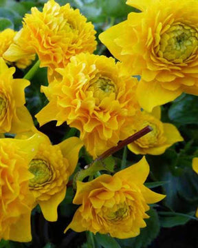 Populage des marais à fleurs doubles - Fleurs vivaces - Caltha palustris Plena