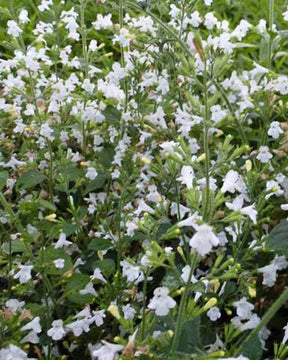 Calament silvestre - Fleurs vivaces - CALAMINTHA SYLVATICA MENTHE