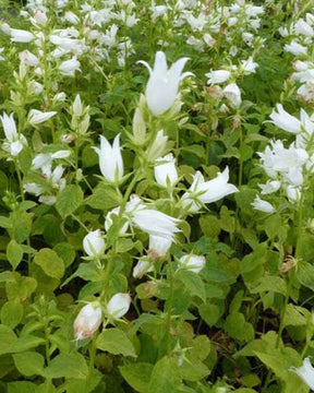 Campanule à feuilles larges blanche - Campanule - CAMPANULA LATIFOLIA ALBA