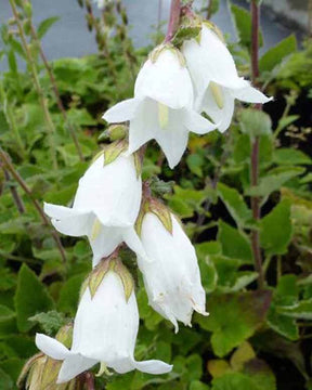 3 Campanules à feuilles d alliaire - Campanule - Campanula alliariifolia