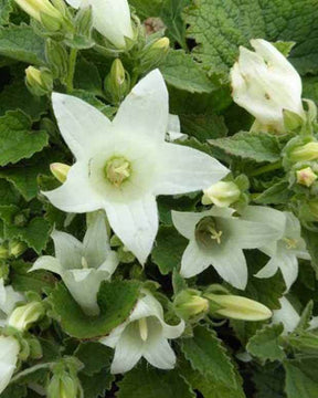 Campanule à feuilles d alliaire Snow Dune - Campanule - Campanula alliariifolia Snow Dune