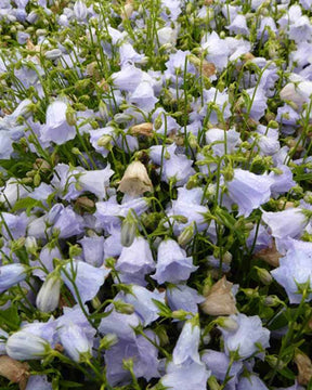 Campanule fluette Elizabeth Oliver - Campanule - Campanula cochleariifolia Elizabeth Oliver