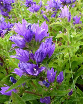 Campanule à bouquets Acaulis - Campanule - CAMPANULA GLOMERATA ACAULIS