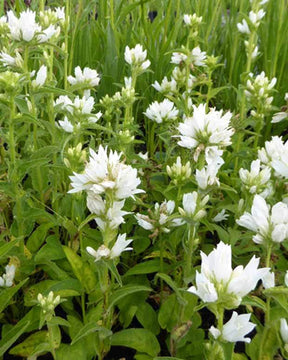 Campanule à bouquet Alba - Campanule - CAMPANULA GLOMERATA ALBA