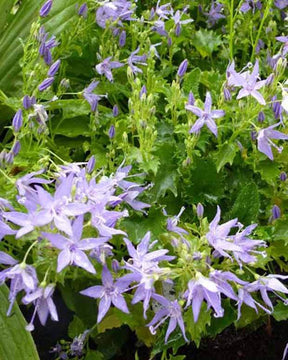 Campanule du Gargano - Campanule - CAMPANULA GARGANICA