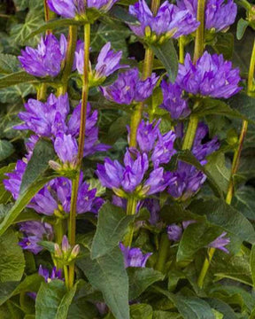 Campanule agglomérée Freya - Campanule - Campanula glomerata Freya