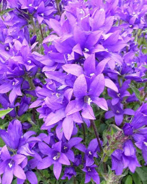 Campanule agglomérée Joan Elliott - Campanule - Campanula glomerata Joan Elliott