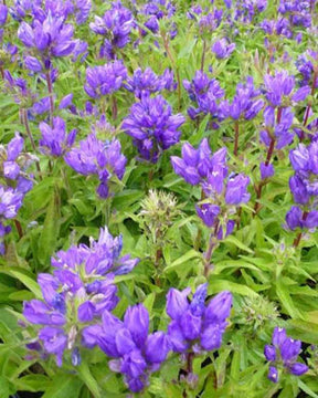 Campanule à bouquet Superba - Campanule - CAMPANULA GLOMERATA SUPERBA