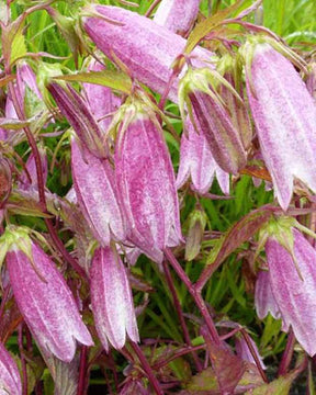 Campanule hybride Elizabeth - Campanule - Campanula Elizabeth